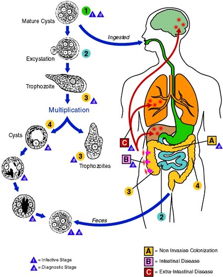 Chu trình phát triển của amip trong cơ thể con người